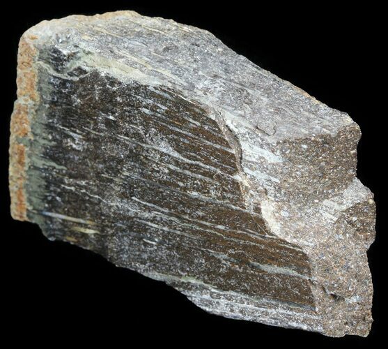 Bargain Polished Pliosaur (Liopleurodon) Bone - England #53455